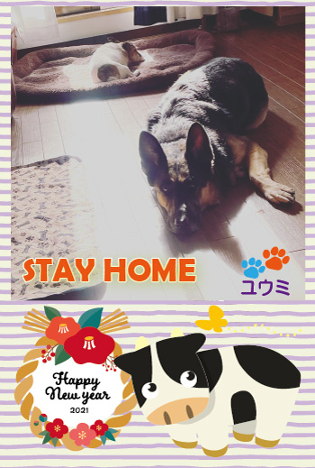 stay_home_happy_new_year